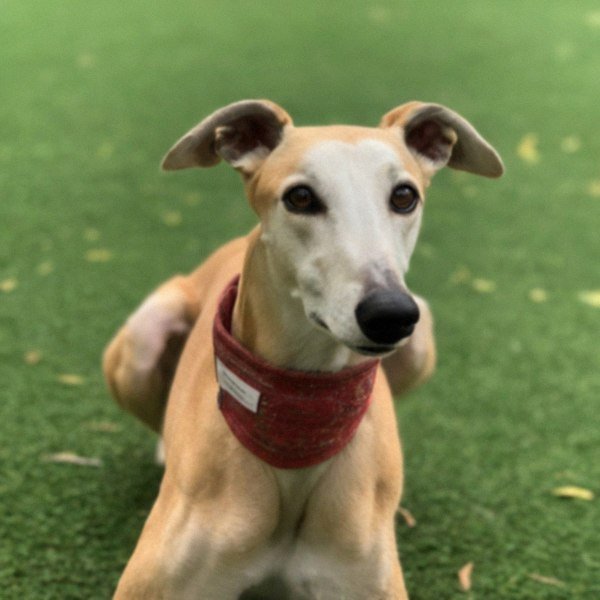 Greyhound in Austin, Texas