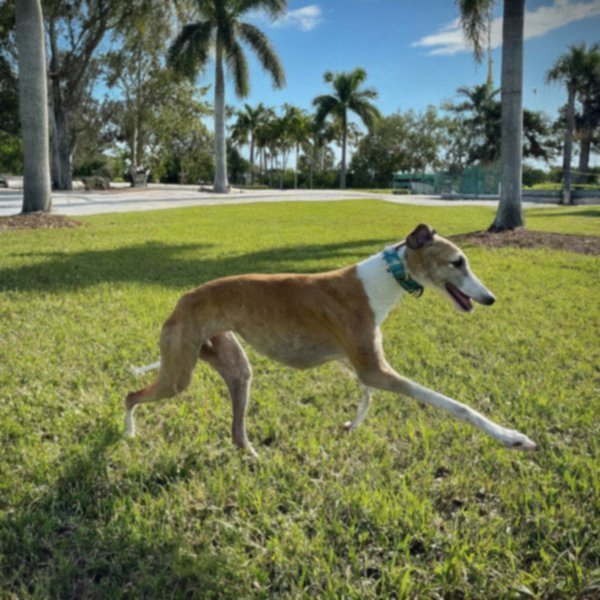 Greyhound in Cape Coral, Florida