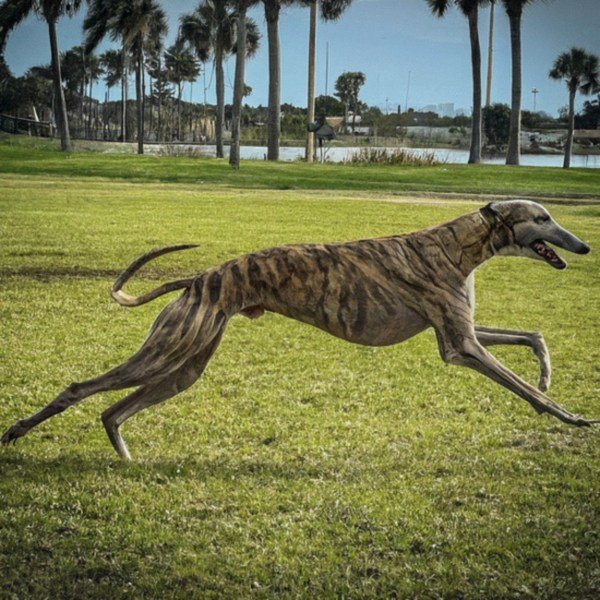 Greyhound in Corpus Christi, Texas