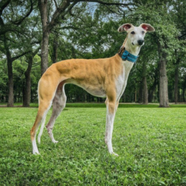 Greyhound in Dallas, Texas