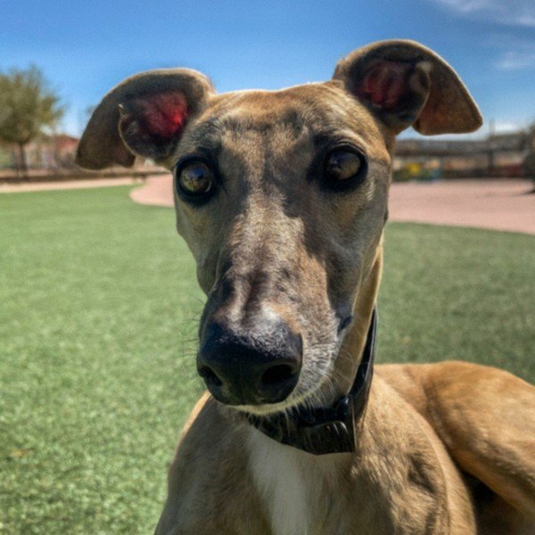 Greyhound in El Paso, Texas