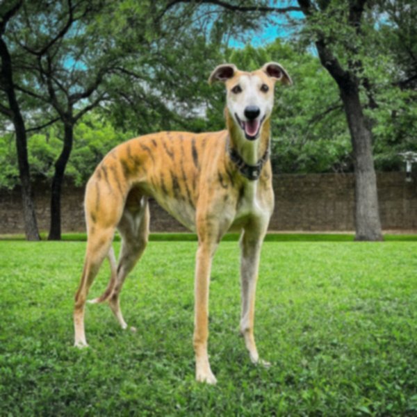 Greyhound in Fort Worth, Texas