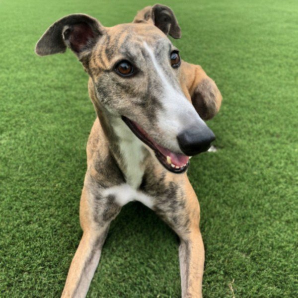 Greyhound in Frisco, Texas