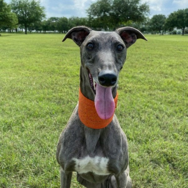 Greyhound in Garland, Texas