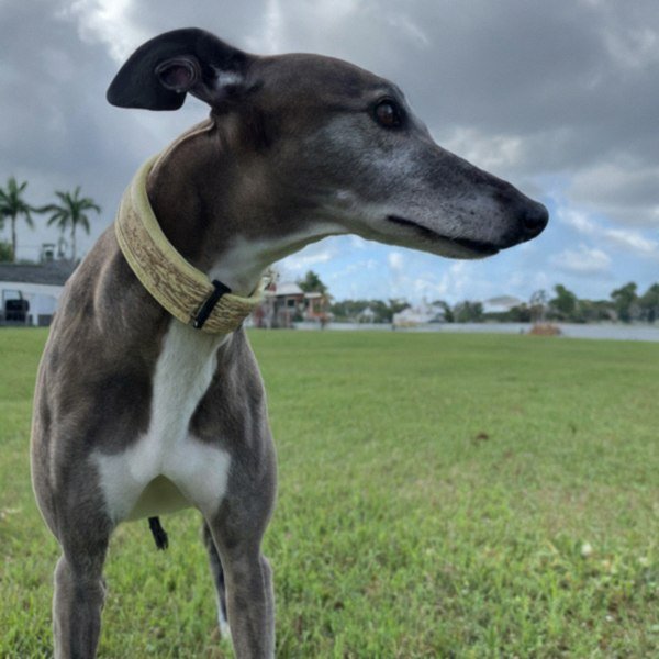 Greyhound in Hialeah, Florida