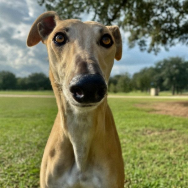 Greyhound in Houston, Texas