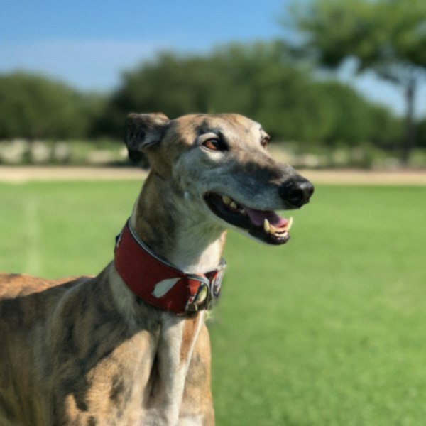 Greyhound in Irving, Texas