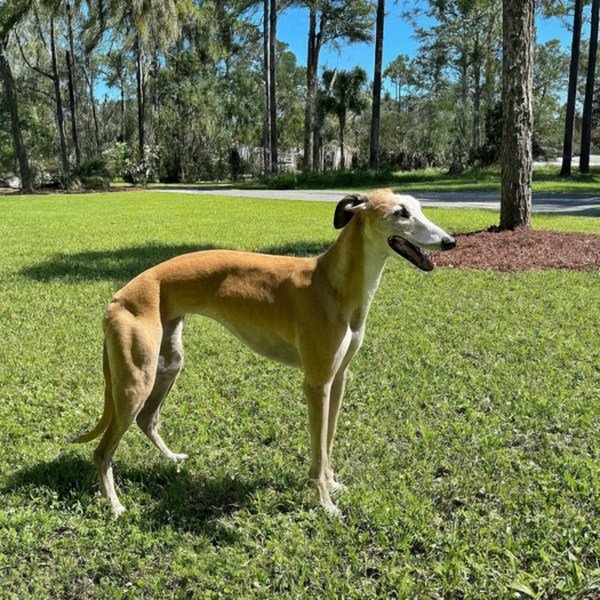 Greyhound in Jacksonville, Florida
