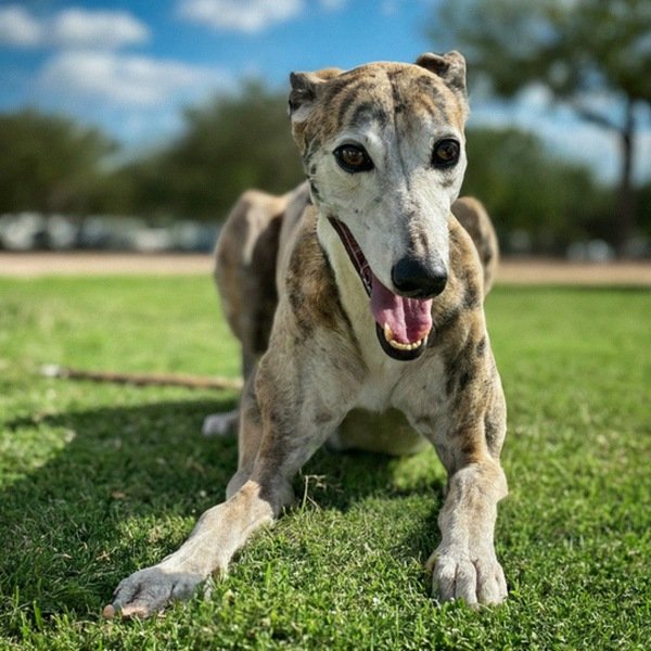 Greyhound in Laredo, Texas