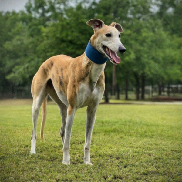 Greyhound in McKinney, Texas