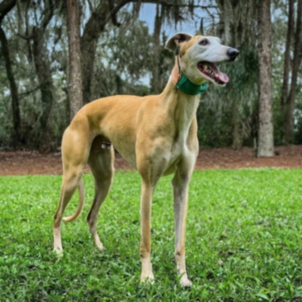 Greyhound in Orlando, Florida