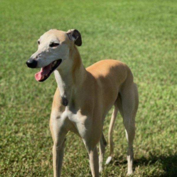 Greyhound in Pembroke Pines, Florida