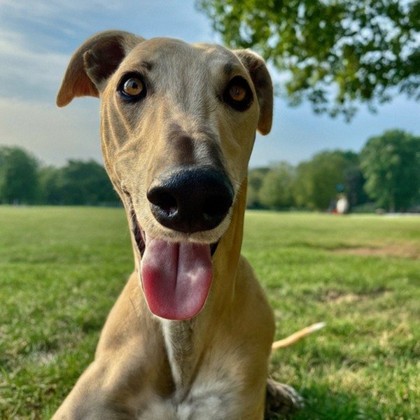 Greyhound in Philadelphia, Pennsylvania