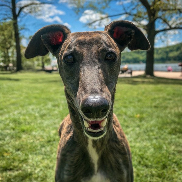 Greyhound in Pittsburgh, Pennsylvania