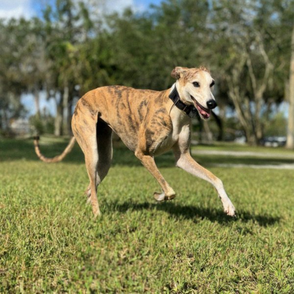Greyhound in Port St. Lucie, Florida