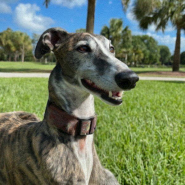 Greyhound in St. Petersburg, Florida
