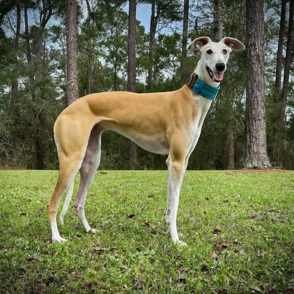 Greyhound in Tallahassee, Florida