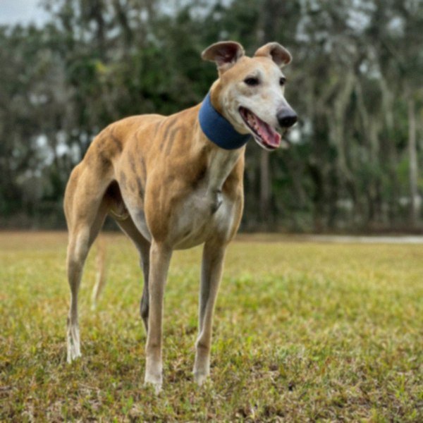 Greyhound in Tampa, Florida