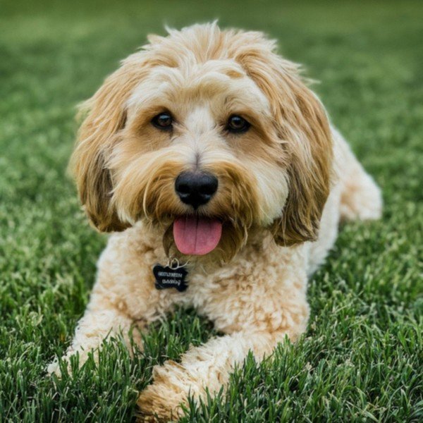 Havapoo in Amarillo, Texas