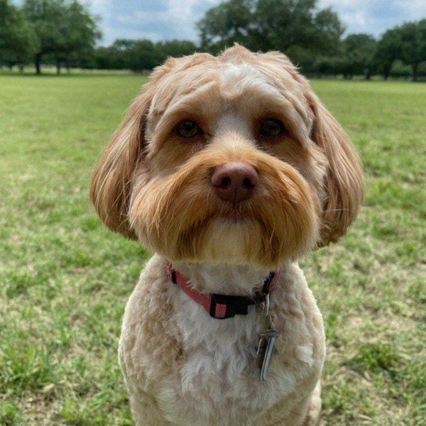 Havapoo in Austin, Texas