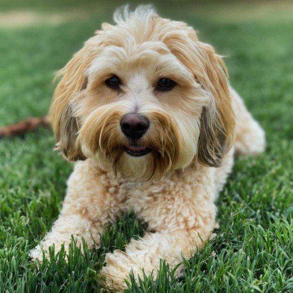 Havapoo in El Paso, Texas