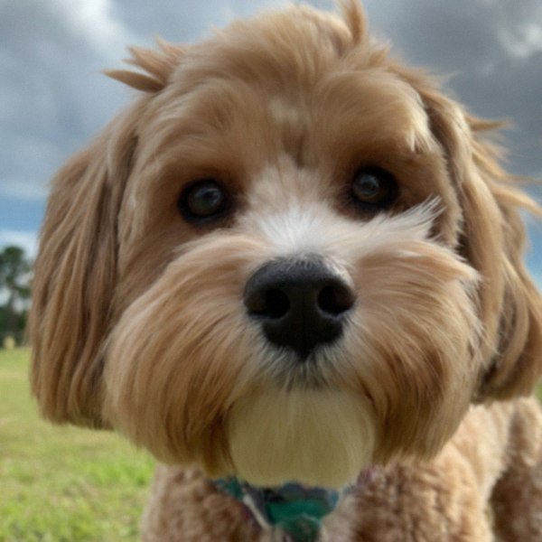 Havapoo in Jacksonville, Florida