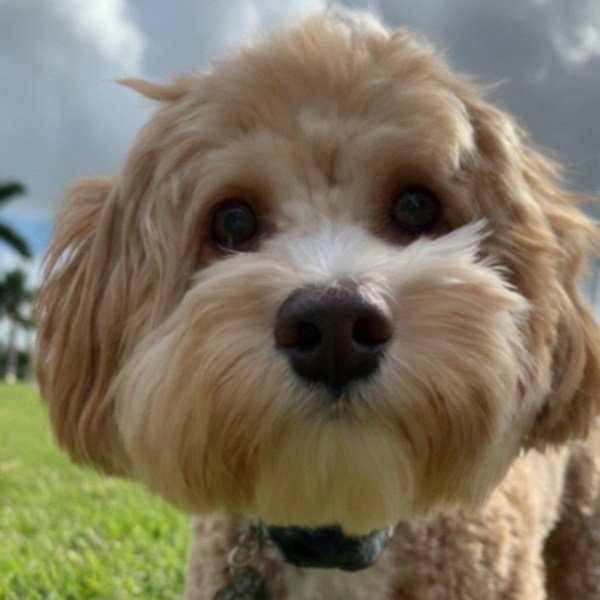 Havapoo in Miami, Florida