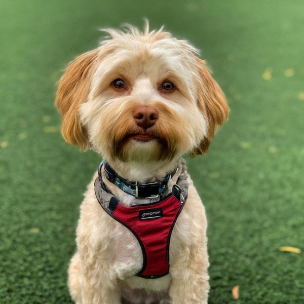 Havapoo in Pembroke Pines, Florida