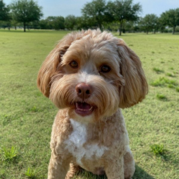 Havapoo in Plano, Texas