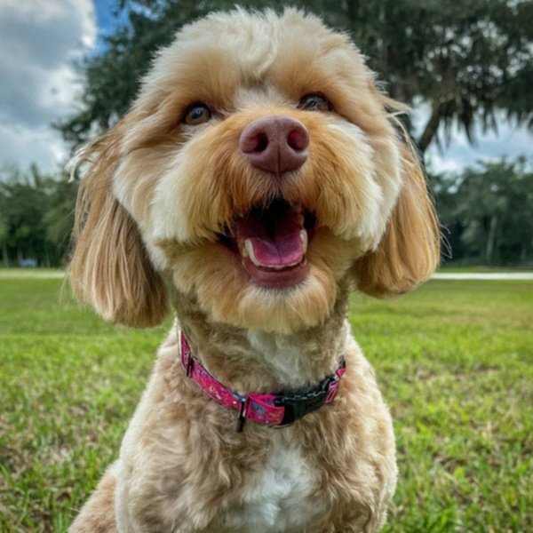 Havapoo in Port St. Lucie, Florida