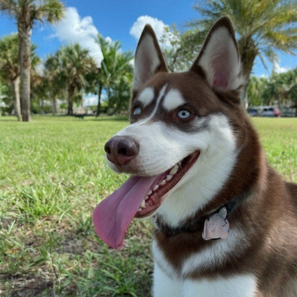 Husky in Cape Coral, Florida