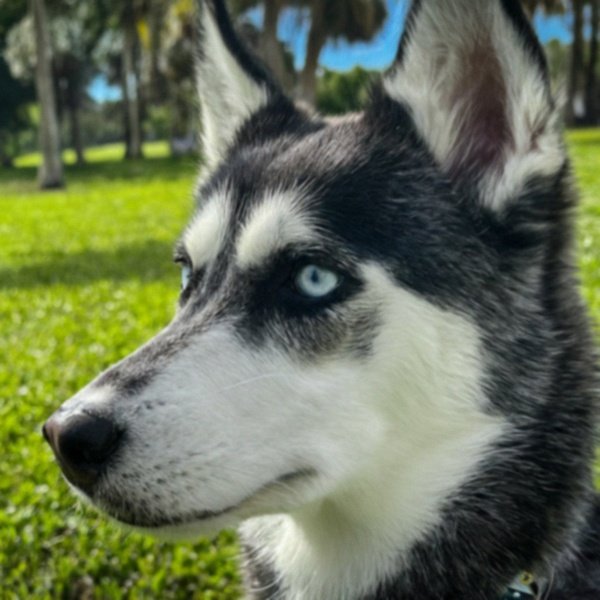 Husky in Hialeah, Florida