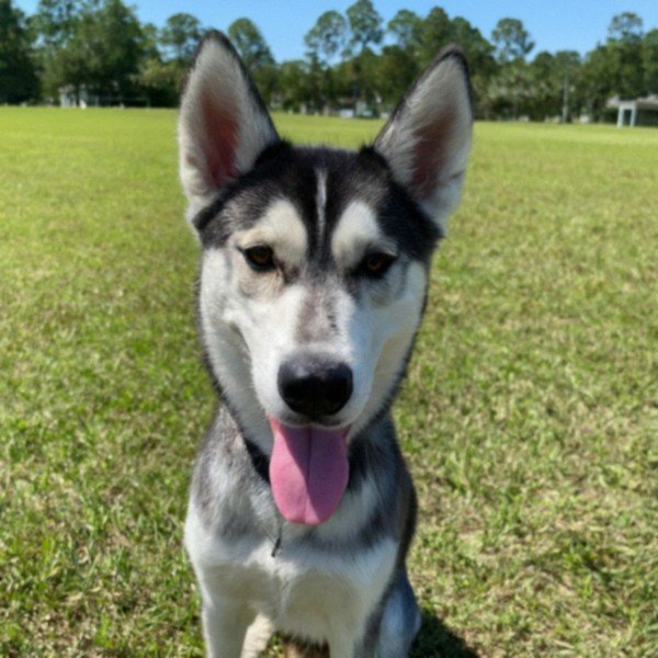 Husky in Jacksonville, Florida