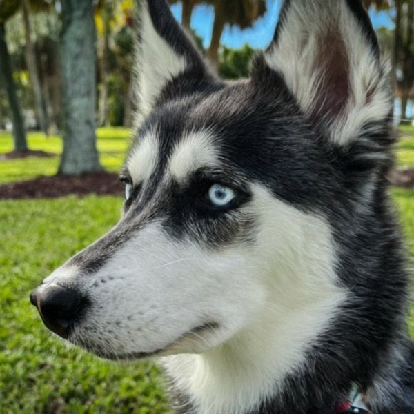 Husky in Miami, Florida