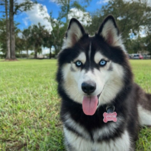 Husky in Pembroke Pines, Florida