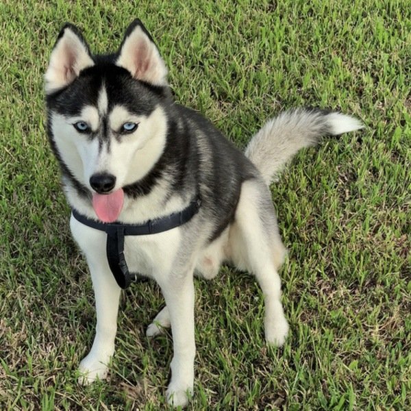 Husky in St. Petersburg, Florida