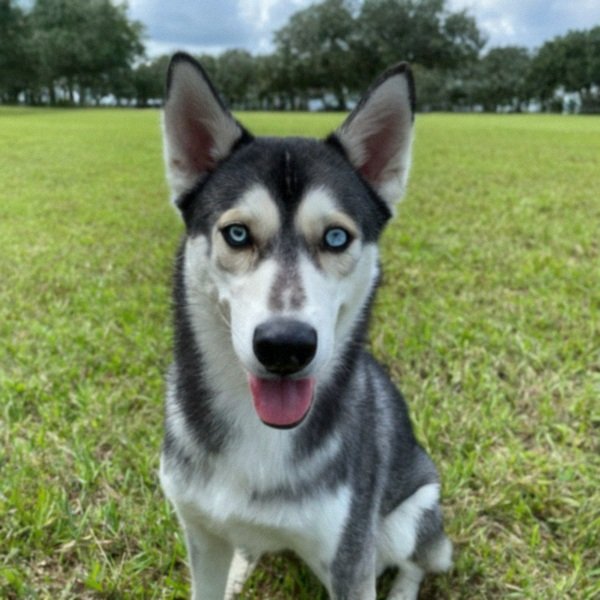 Husky in Tampa, Florida
