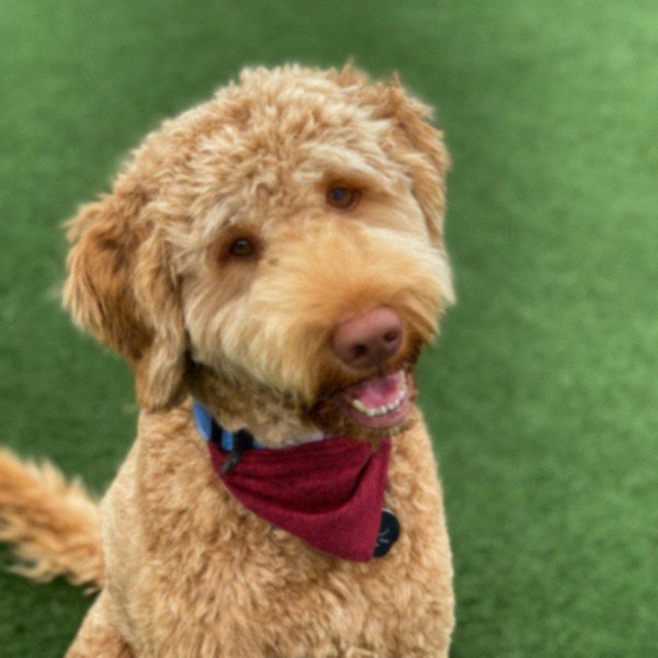 Labradoodle in Amarillo, Texas