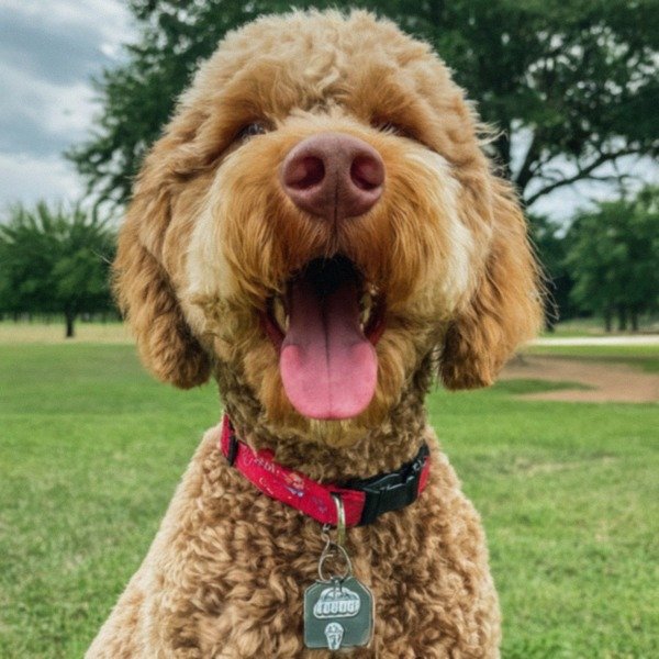 Labradoodle in Arlington, Texas