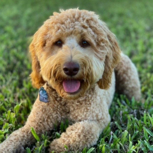 Labradoodle in Cape Coral, Florida