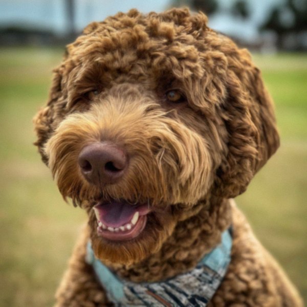 Labradoodle in Corpus Christi, Texas