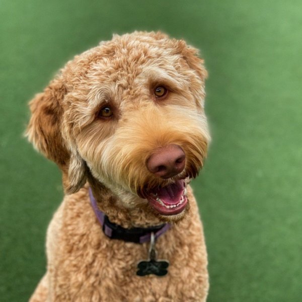 Labradoodle in Dallas, Texas