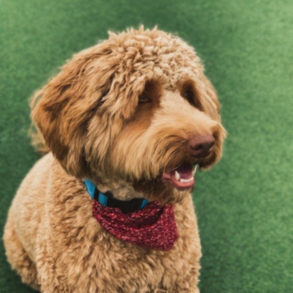 Labradoodle in El Paso, Texas