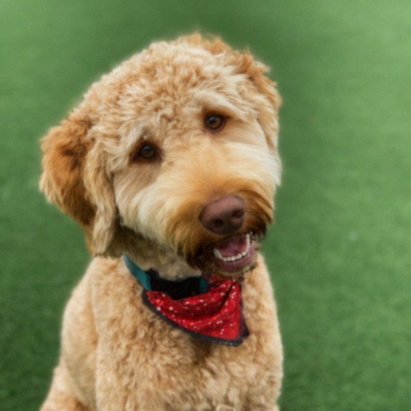 Labradoodle in Grand Prairie, Texas