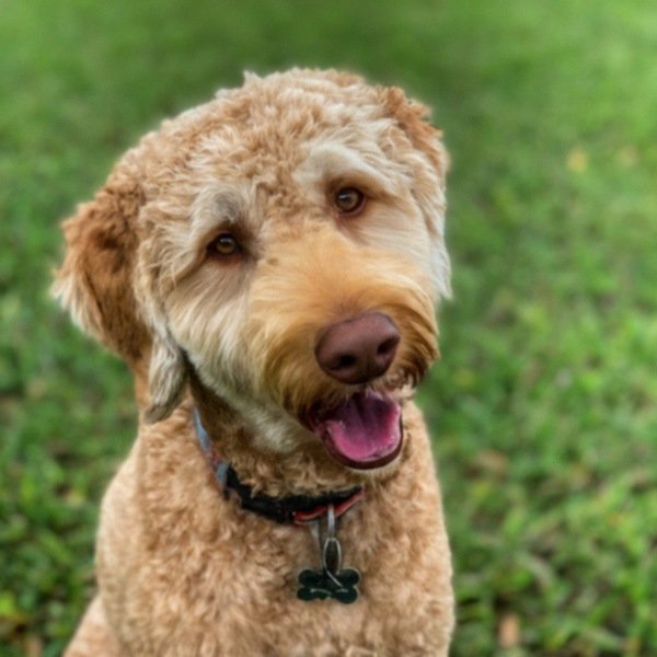 Labradoodle in Hialeah, Florida