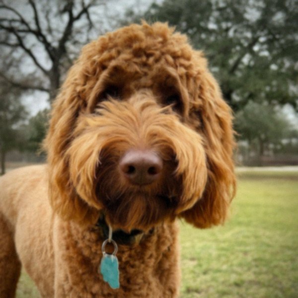 Labradoodle in Houston, Texas