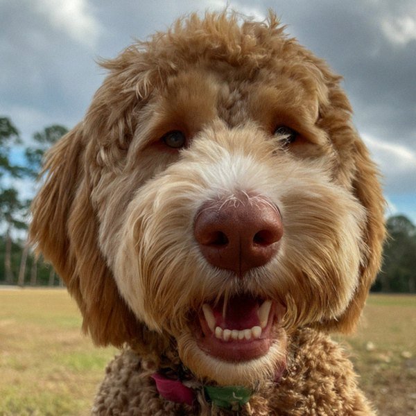 Labradoodle in Jacksonville, Florida