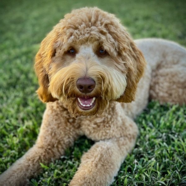 Labradoodle in Laredo, Texas