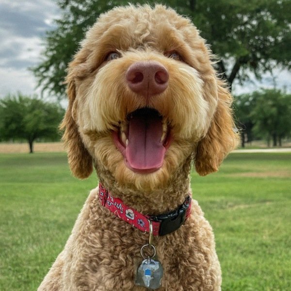 Labradoodle in Lubbock, Texas