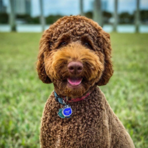Labradoodle in Miami, Florida